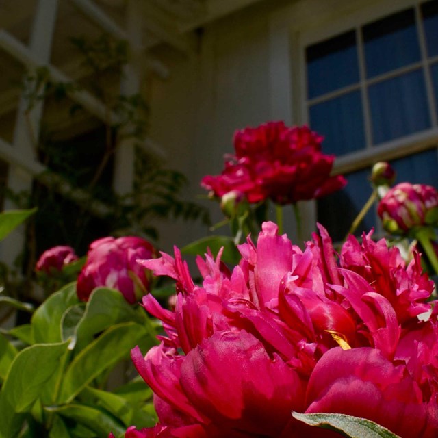 Bright reddish-pink flowers bloom under the window of a white cottage.