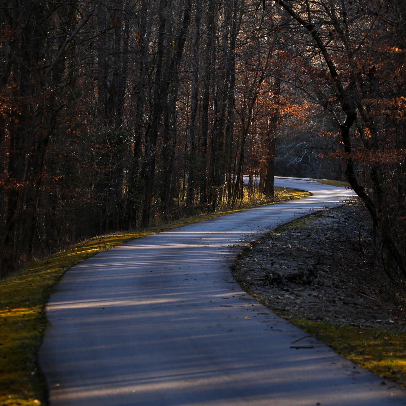 Image shows a paved, curving road surrounded by forest and moss on either side.