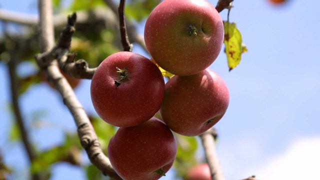 Group of four apples hanging from a branch in the orchard.