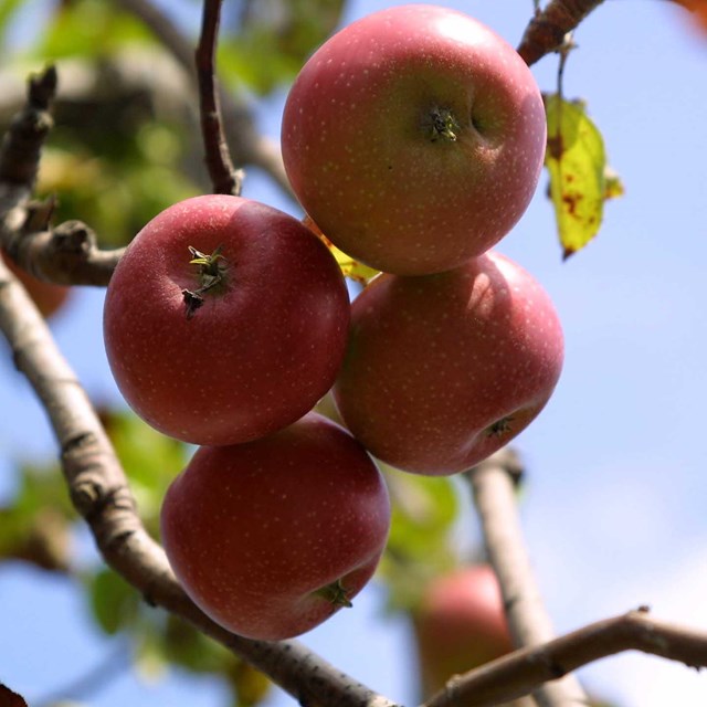 Group of four apples hanging from a branch in the orchard.