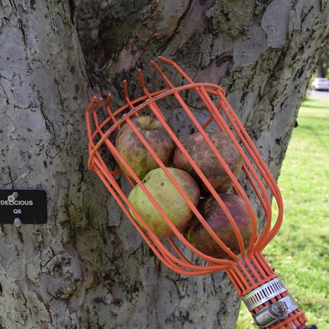 A few apples sit in a metal basket of an apple picker tool. The tool is resting against the tree. 