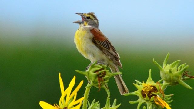 A palm sized dickcissel perches on top of a tall yellow compass plant flower.