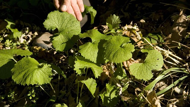 A hand lifts up a garlic mustard plant, highlighting its veins and scalloped shape. 