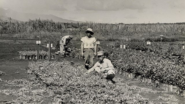 Two prisoners of war standing in a garden