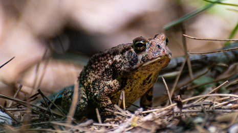 A small brown frog with copper and black spots resting on fallen leaves 