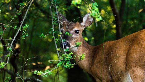 A white tailed deer stands peaceful in the forest.