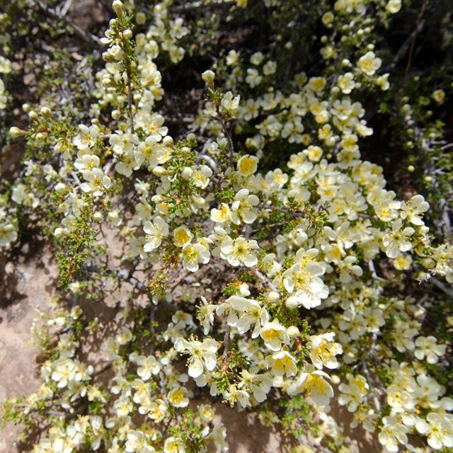 yellow cliffrose blossoms
