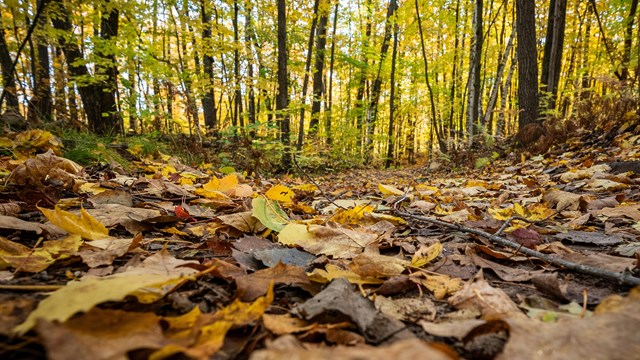 Dirt path leading into a forest on a sunny day