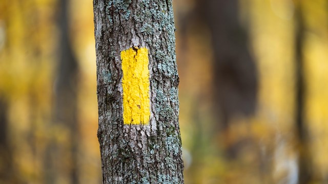 Photograph of yellow rectangular blaze painted on to the trunk of a tree.