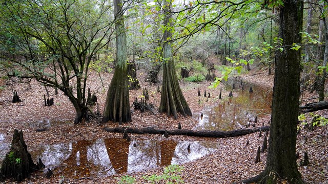 Cypress forest with standing water