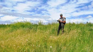 National Par Service scientist collecting data in a grassland habitat.