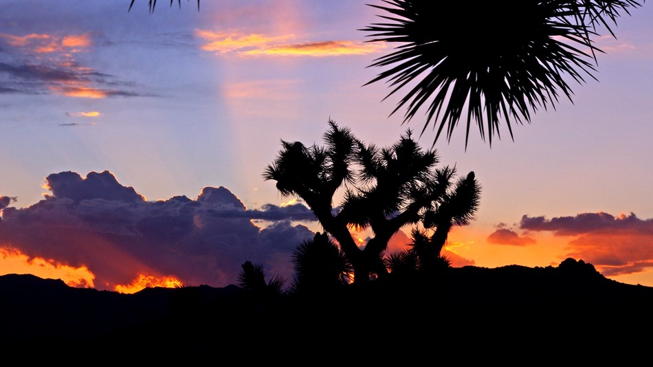 Clouds and joshua trees are backlit by the setting sun