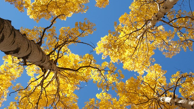 Aspen trees in fall.