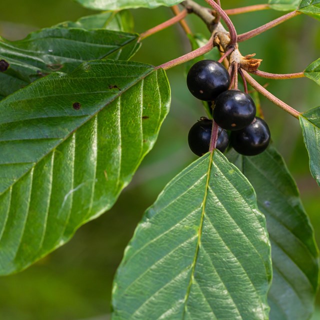 close up of a glossy buckthorn plant