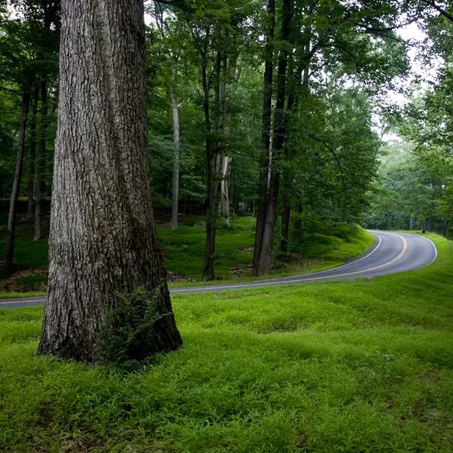 A forest floor covered in Japanese stiltgrass.