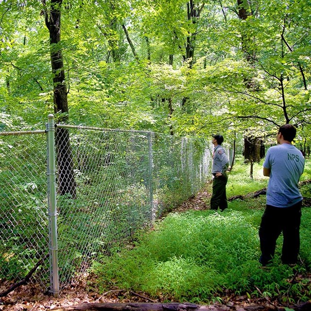 An area fenced off from deer