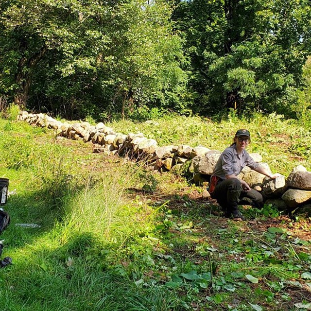 An NPS ranger kneels in front of a stone wall where knotweeed used to be.
