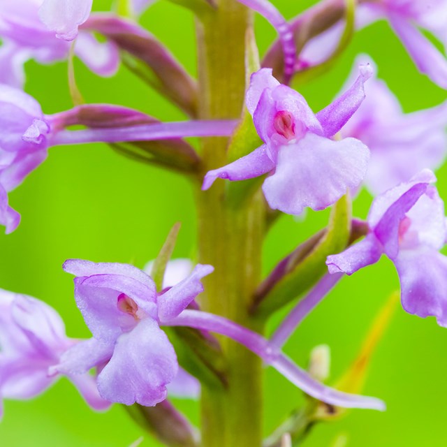 close up of a greater fringed purple orchid