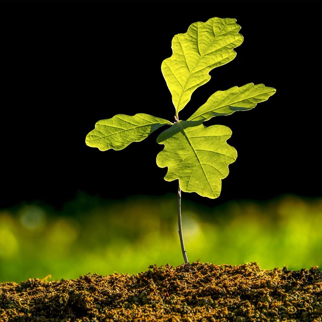 an oak seedling grows in soil