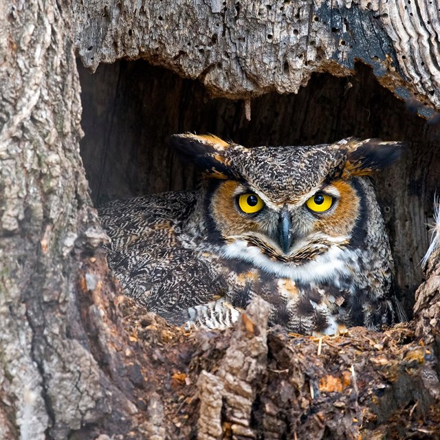a great horned owl sits in a tree snag nest