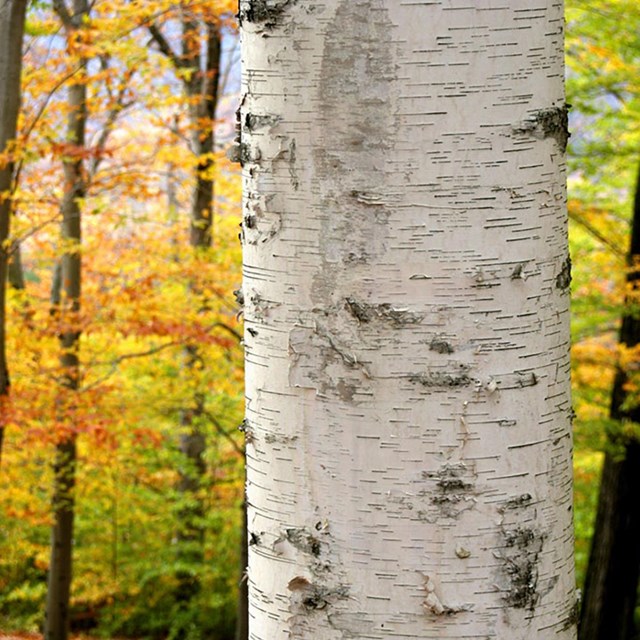 a birch tree with fall foliage in background