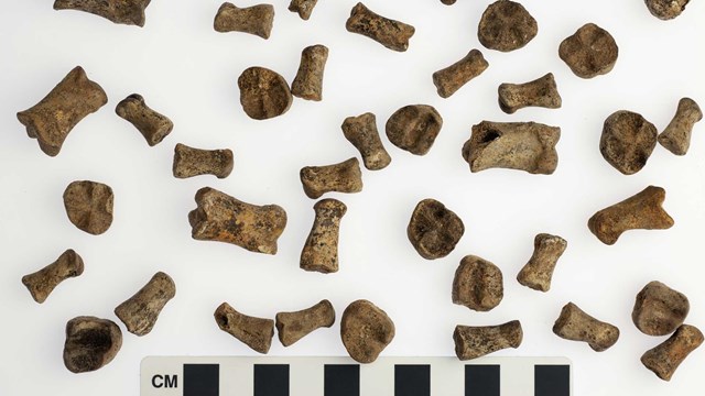 animal bones on a white background