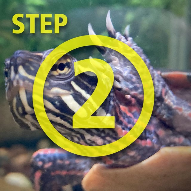 Photo of a floating turtle.