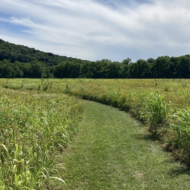 a field of tall grasses with a path mowed down the center of the image