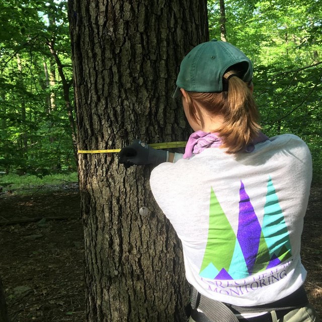 a woman uses a tape measure to measure the width of a tree trunk