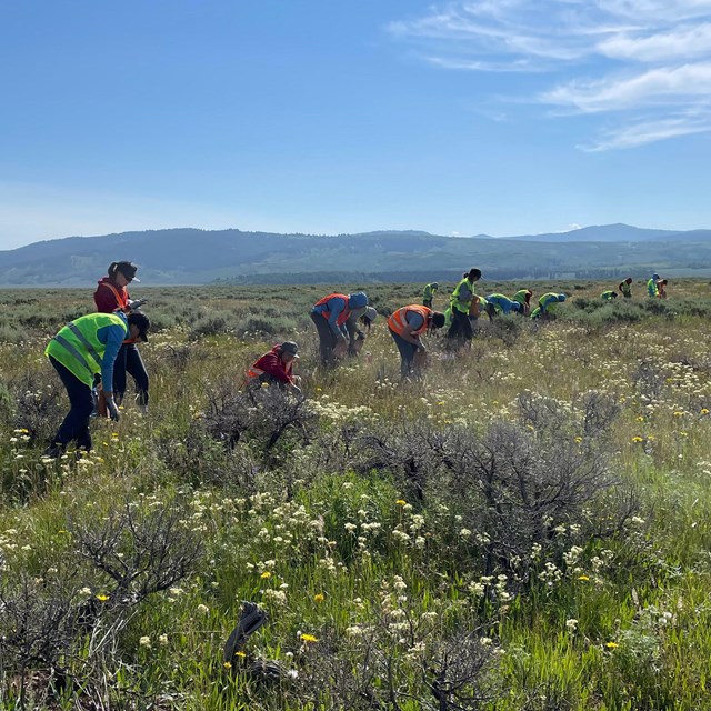 a row of people collecting seeds from shrubs in a field