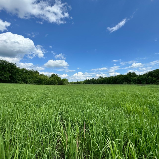 vibrant green grass grows in a field between two lines of evergreen trees