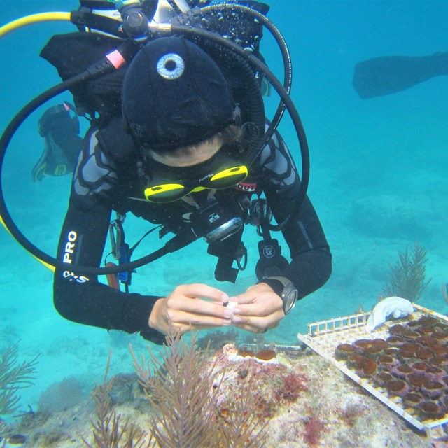 a person in scuba gear examines a piece of coral underwater