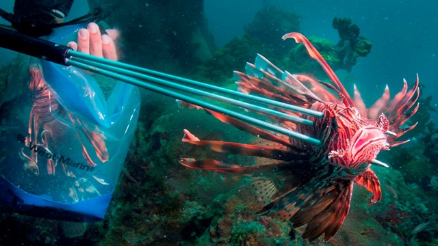 Park staff spearing an invasive lion fish