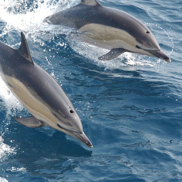 Common Dolphin. NOAA.