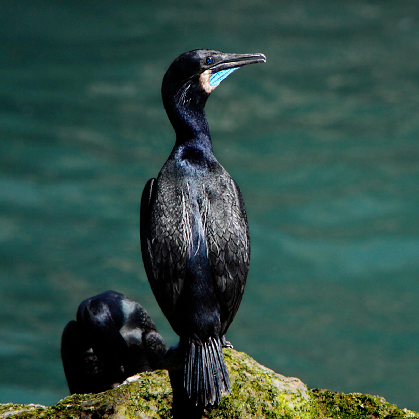 Brandt's Cormorant. ©Alan Vernon
