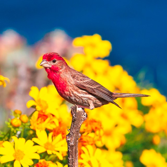 House Finch - ©Tim Hauf, timhaufphotography.com