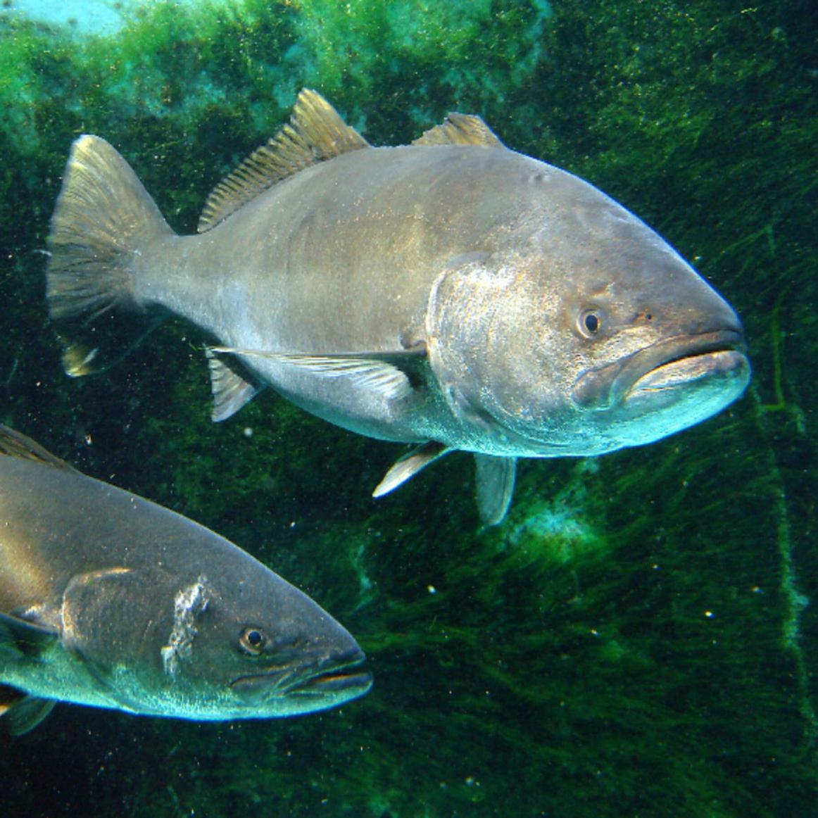 White Seabass © Laurel Bartels, Friends of La Jolla Shores