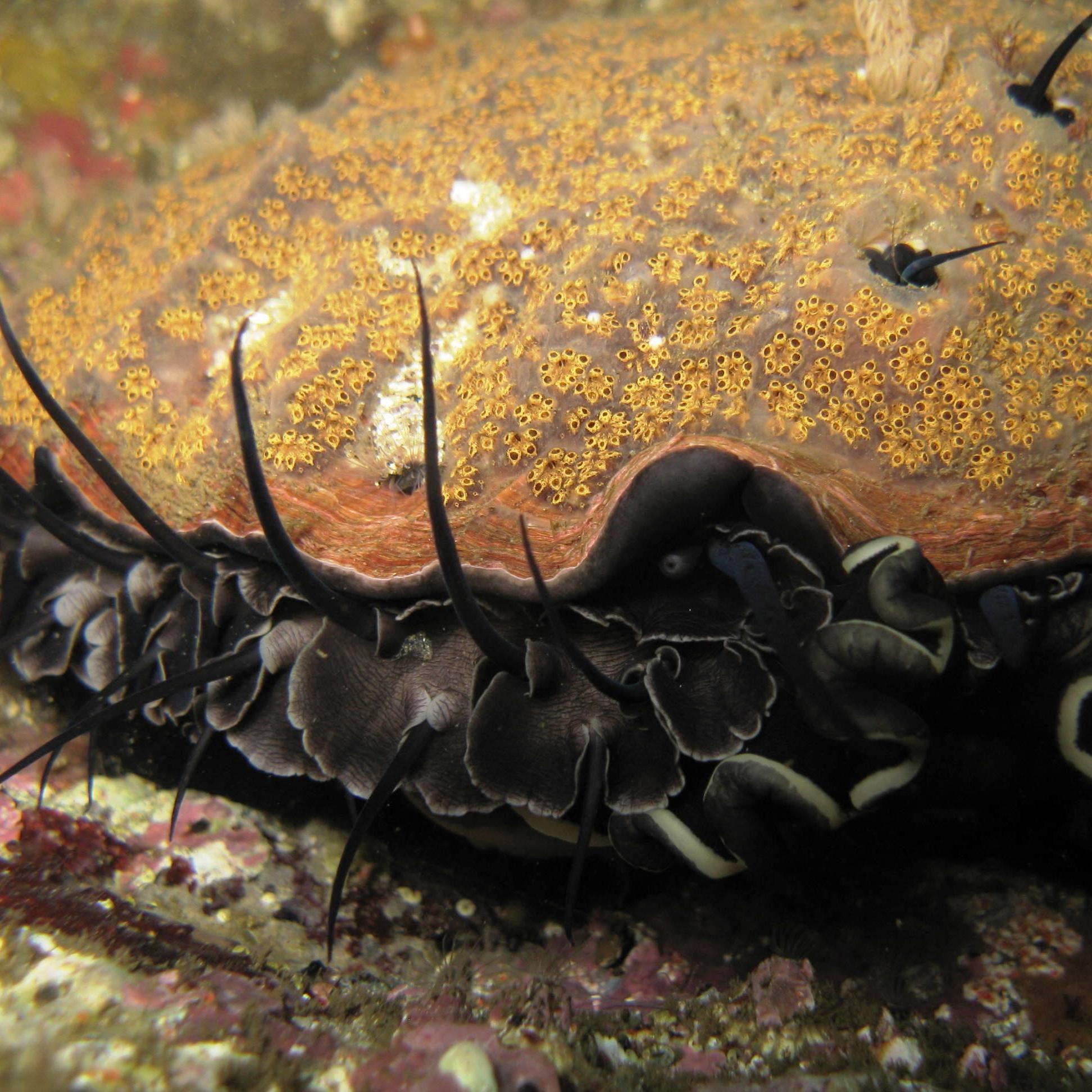 Abalone - NPS
