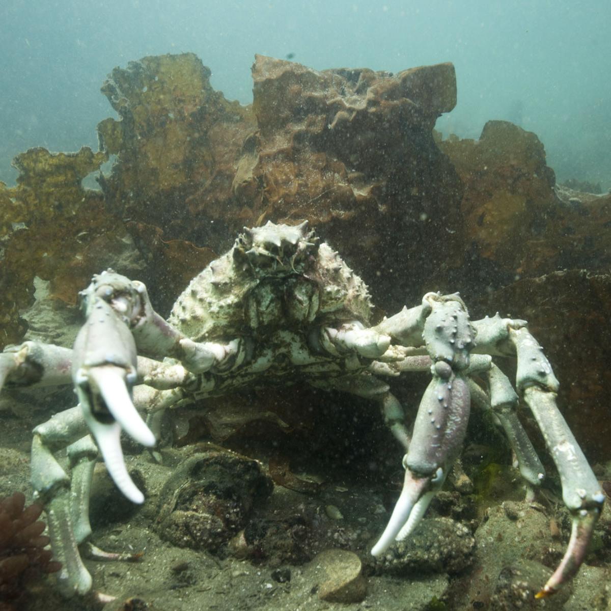 Sheep Crab - NOAA