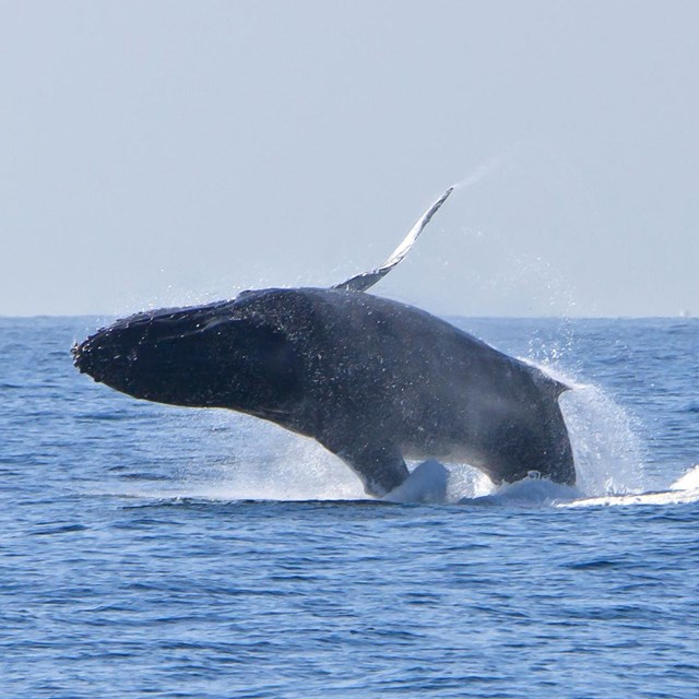 Humpback Whale. ©Tim Hauf, timhaufphotography.com