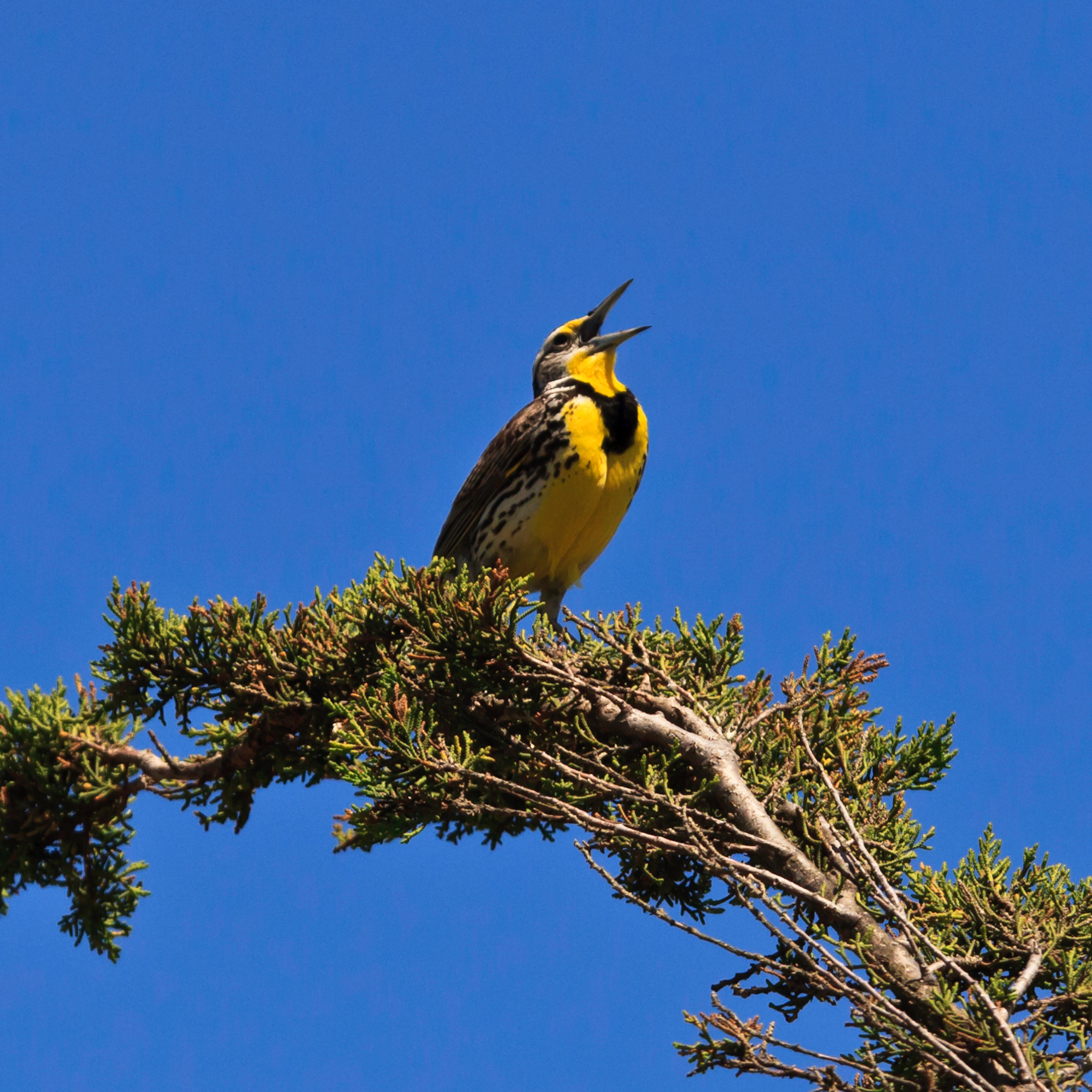 Western Meadowlark - ©Tim Hauf, timhaufphotography.com
