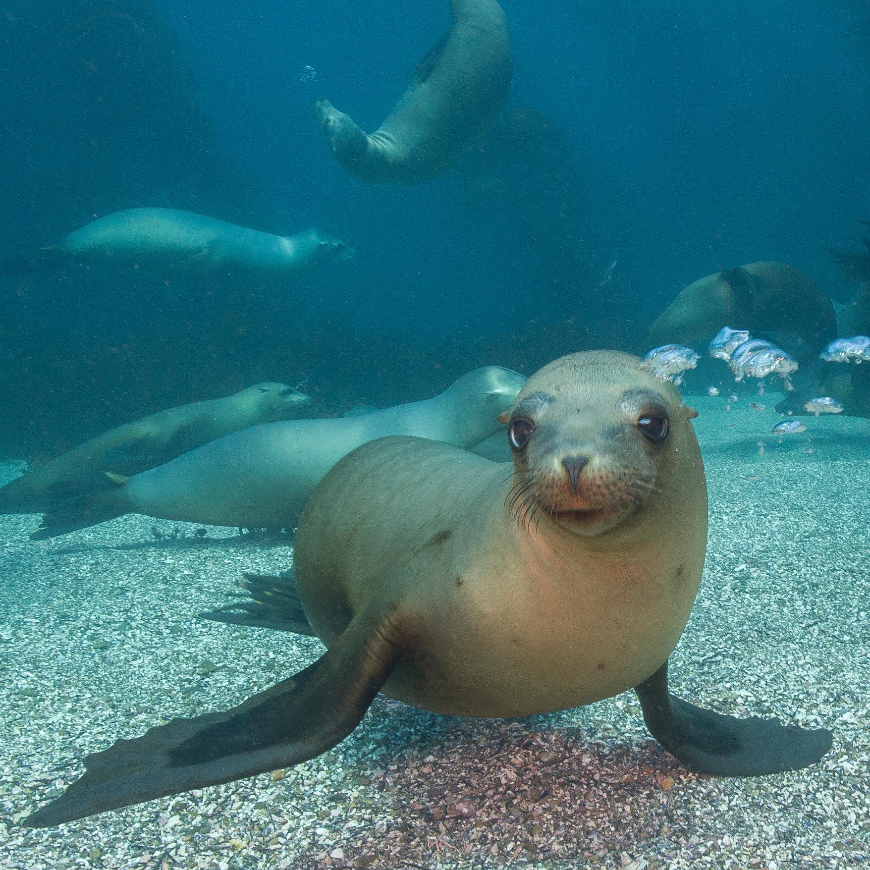 California Sea Lion. ©Tim Hauf, timhaufphotography.com