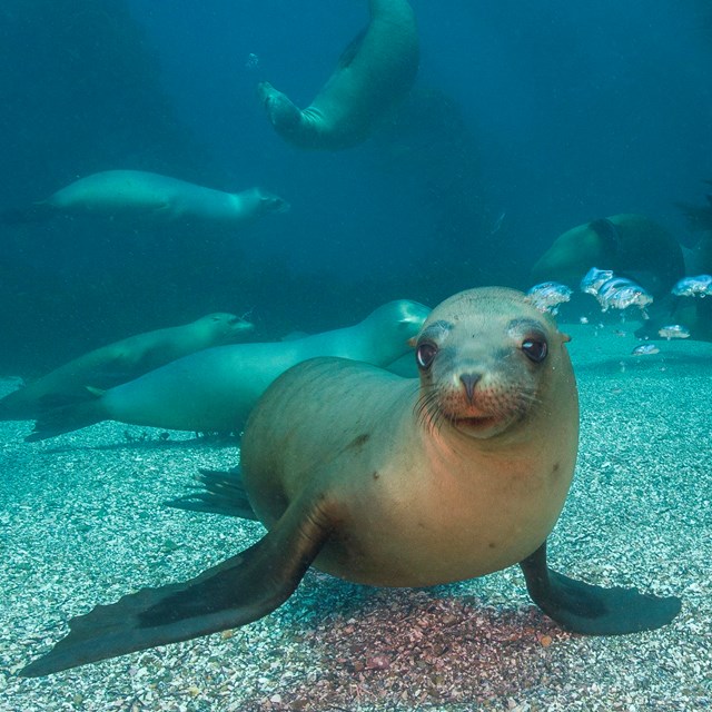 California Sea Lion. ©Tim Hauf, timhaufphotography.com