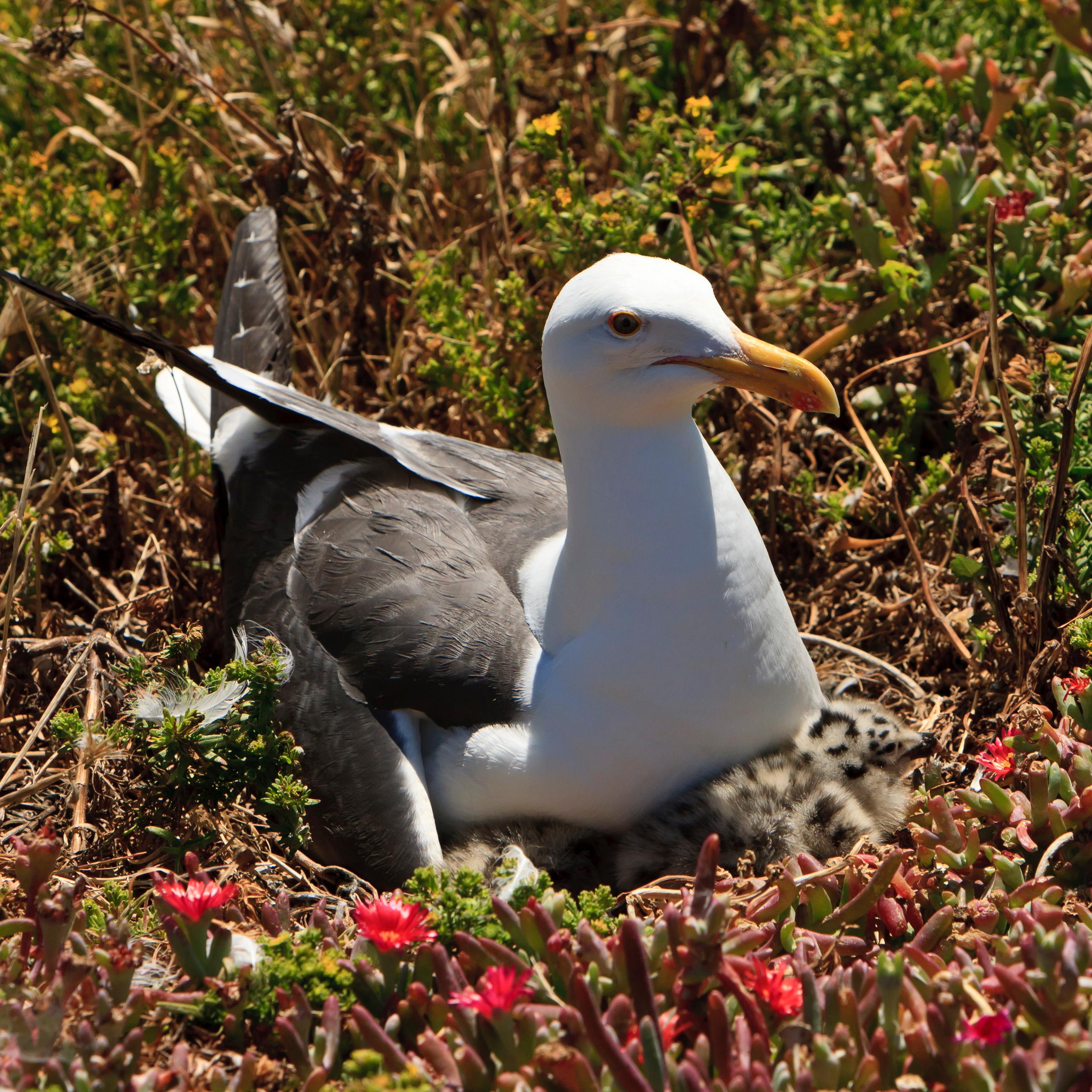 Western Gull - ©Tim Hauf, timhaufphotography.com