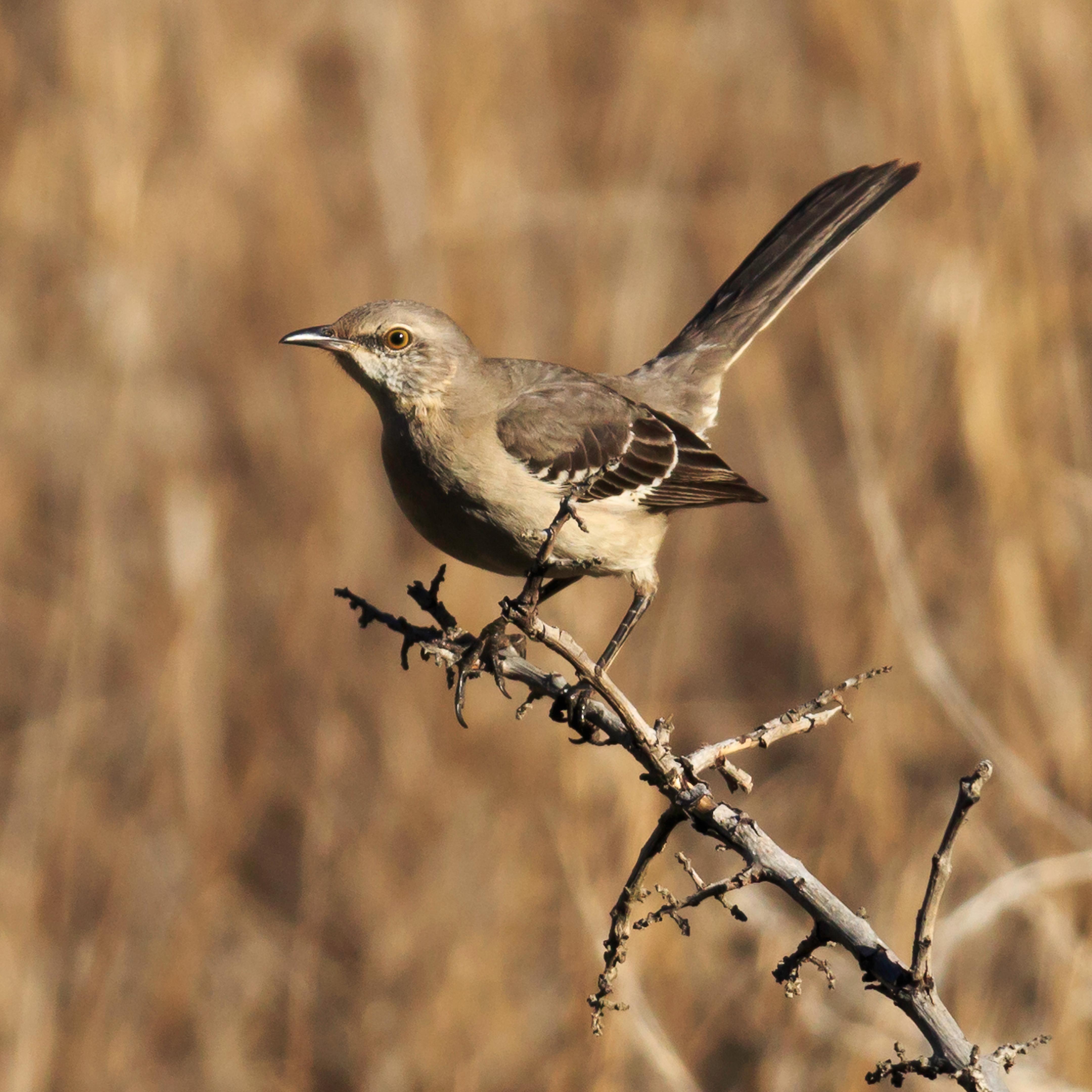 Northern Mockingbird ©Tim Hauf, timhaufphotography.com