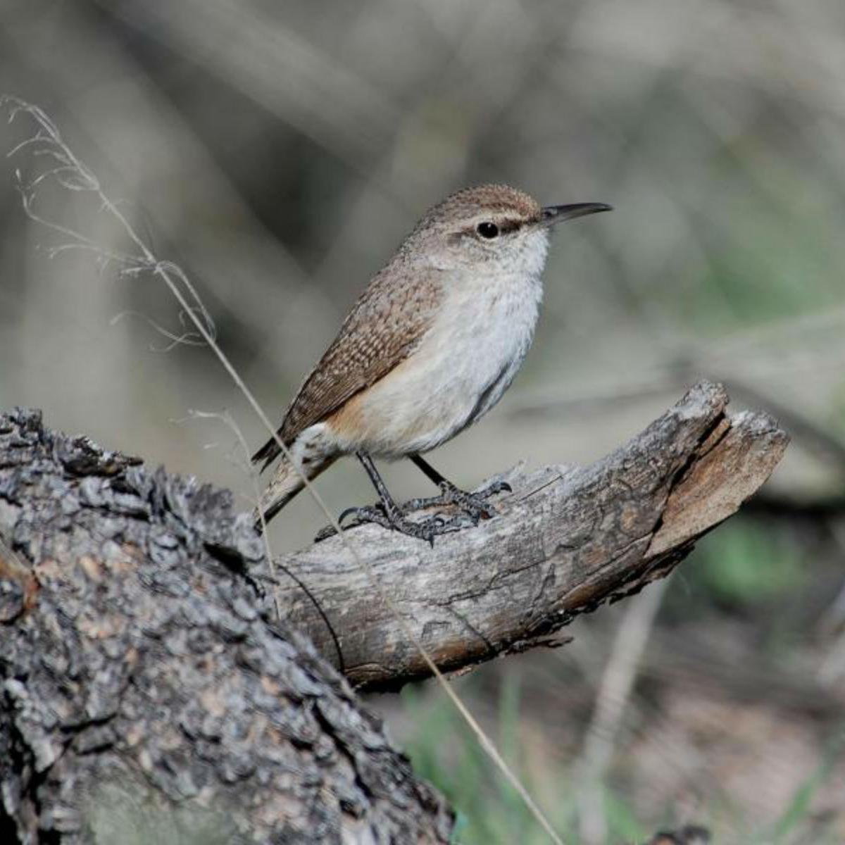 Rock Wren - NPS