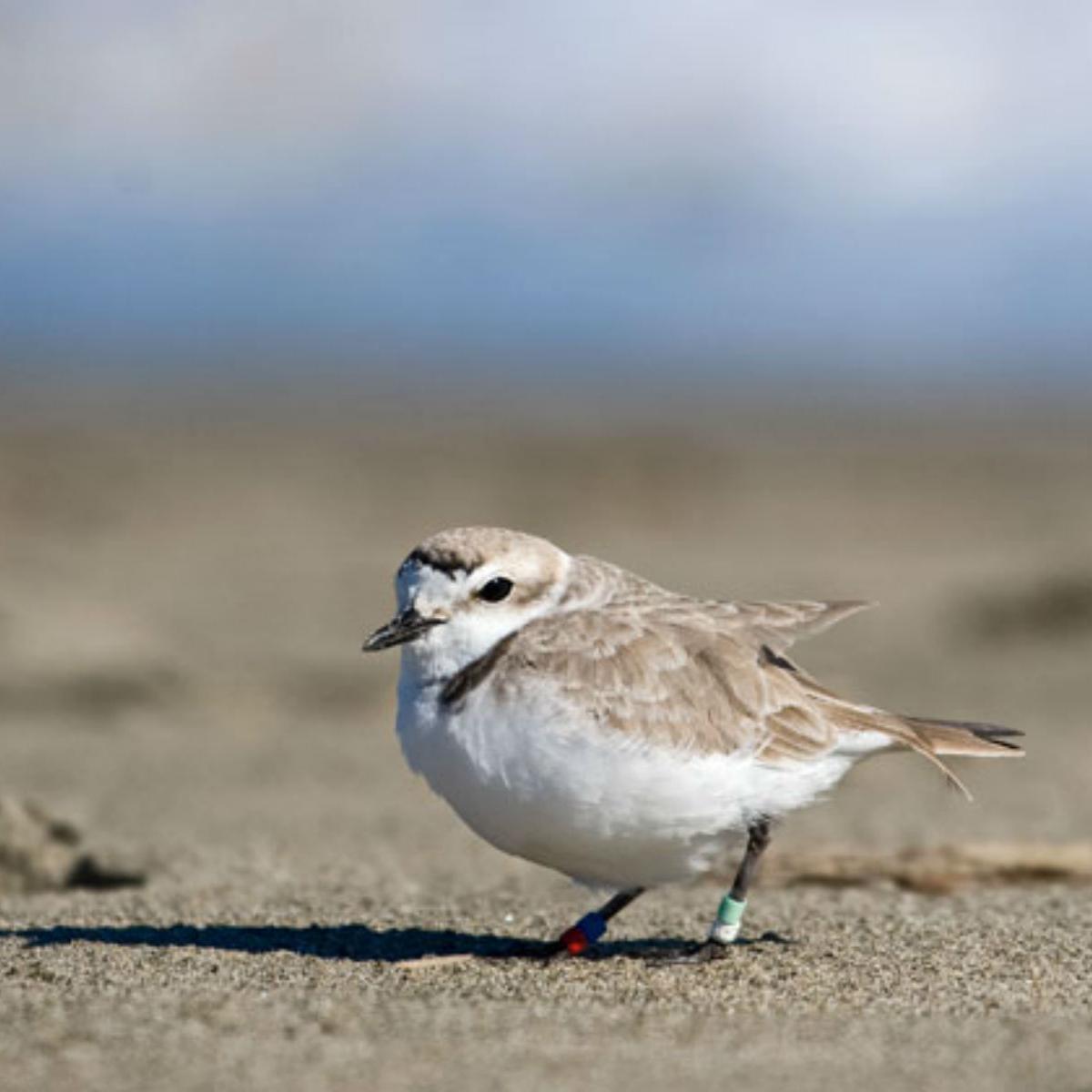 Snowy Plover - NPS