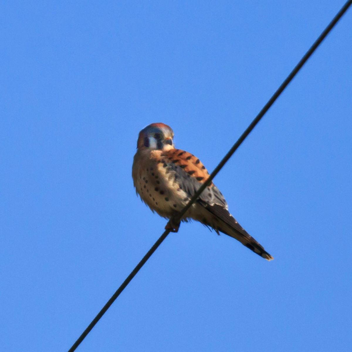American Kestrel - ©Tim Hauf, timhaufphotography.com