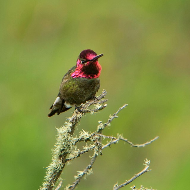 Anna's Hummingbird - ©Tim Hauf, timhaufphotography.com