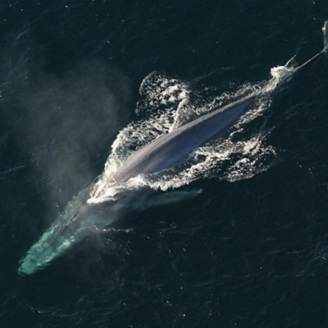 Blue Whale - NOAA